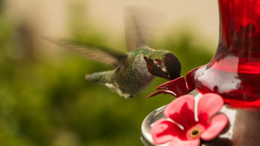 An Anna's Hummingbird feeds from a red feeder.