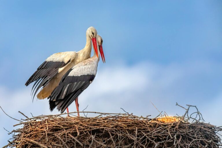 Two white storks perched on their nest under a clear blue sky in Estonia.