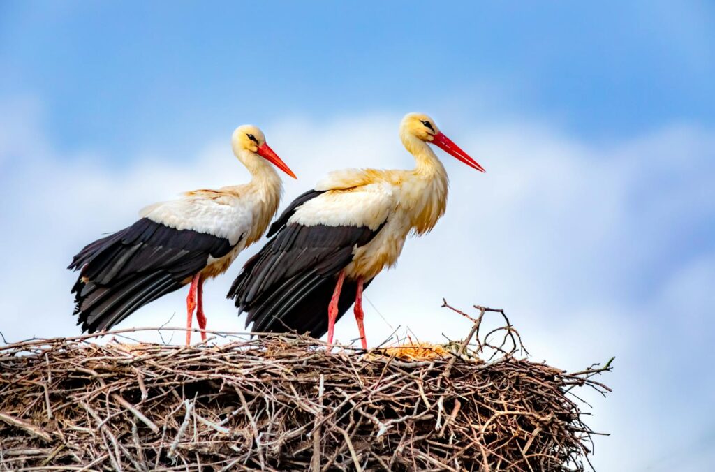 Two white storks perched in their nest, showcasing wildlife in nature.