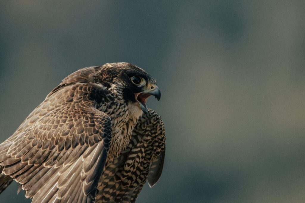 Close-up of a peregrine falcon poised with wings spread, highlighting its striking plumage.