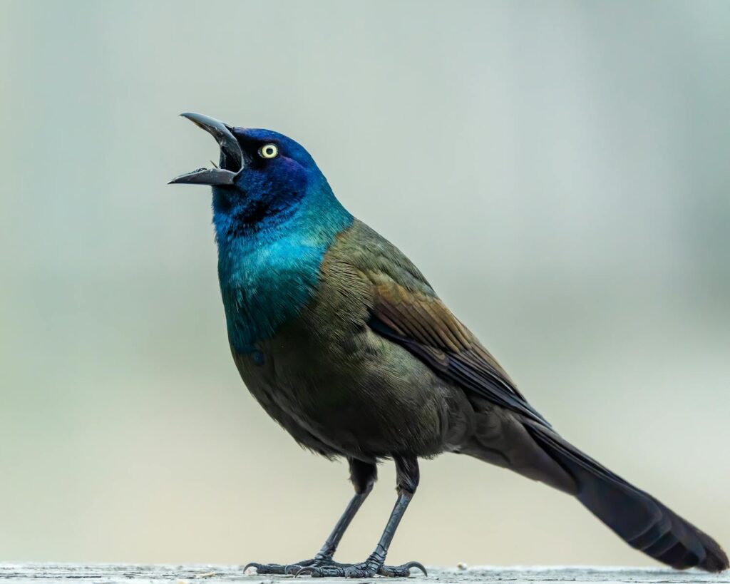 Close-up shot of a vibrant Common Grackle singing in Indiana. Perfect for bird lovers.