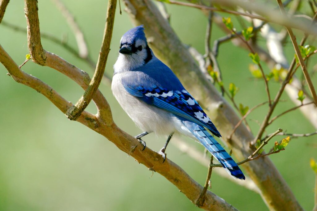 Close-up of a vivid blue jay bird perched on a branch during springtime.