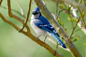Close-up of a vivid blue jay bird perched on a branch during springtime.