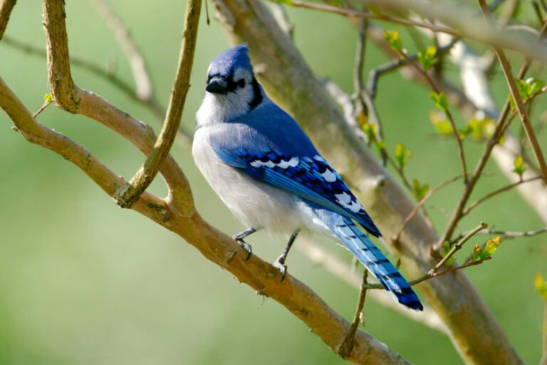 Close-up of a vivid blue jay bird perched on a branch during springtime.