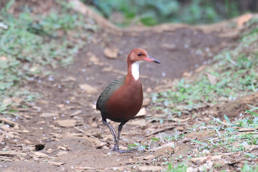 A White-throated Rail with reddish-brown body and white throat stands on the ground.