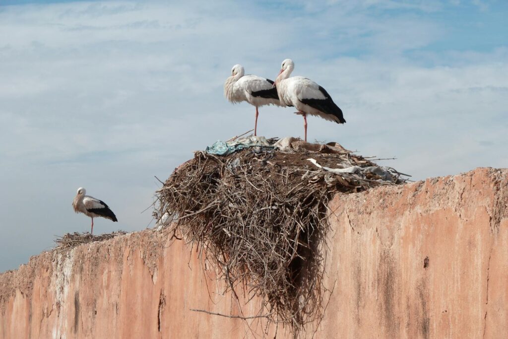 White storks resting on a large nest atop a wall in the sunny outdoors.