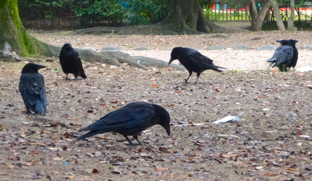 Several crows with dark plumage are on the ground in a park-like setting.