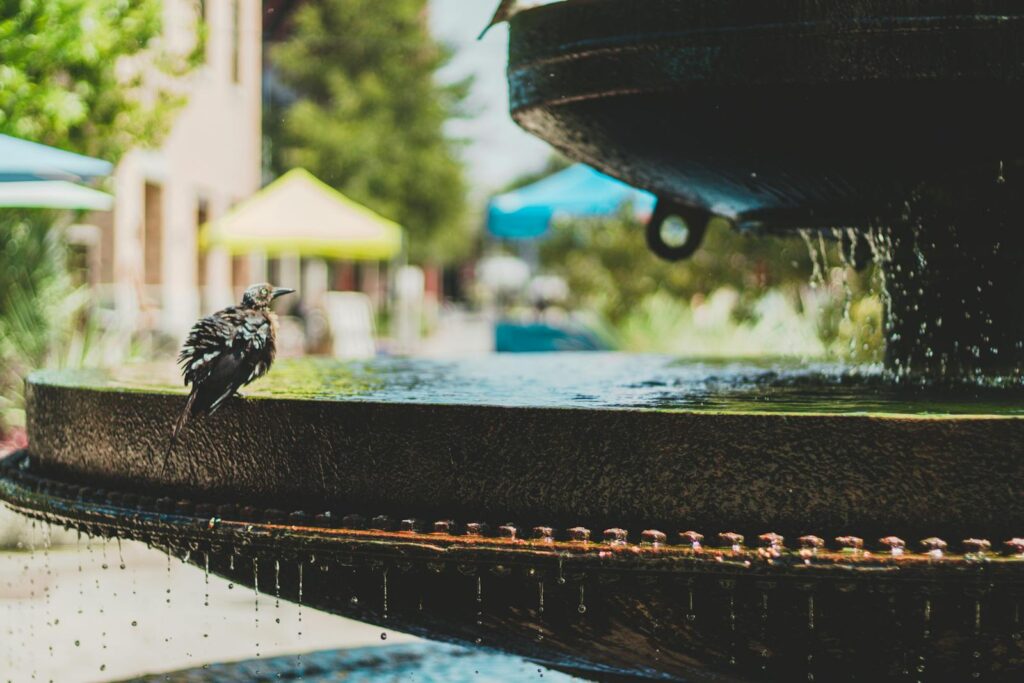 A bird enjoys a refreshing splash in a sunlit urban fountain surrounded by greenery.
