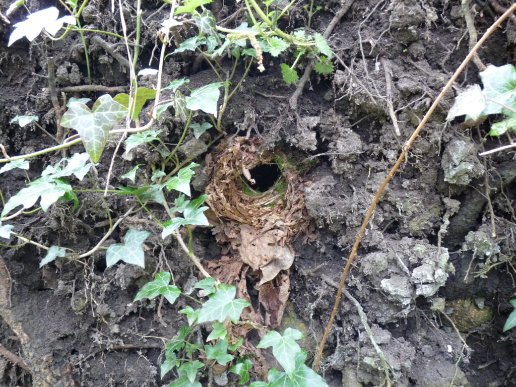 A wren's nest is tucked into a cavity within an earthen bank covered with ivy.