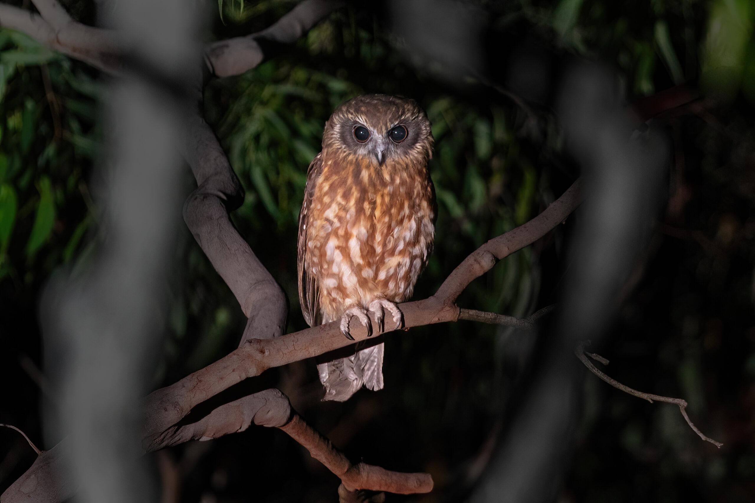 An Australian Boobook with brown and white plumage perches on a branch.