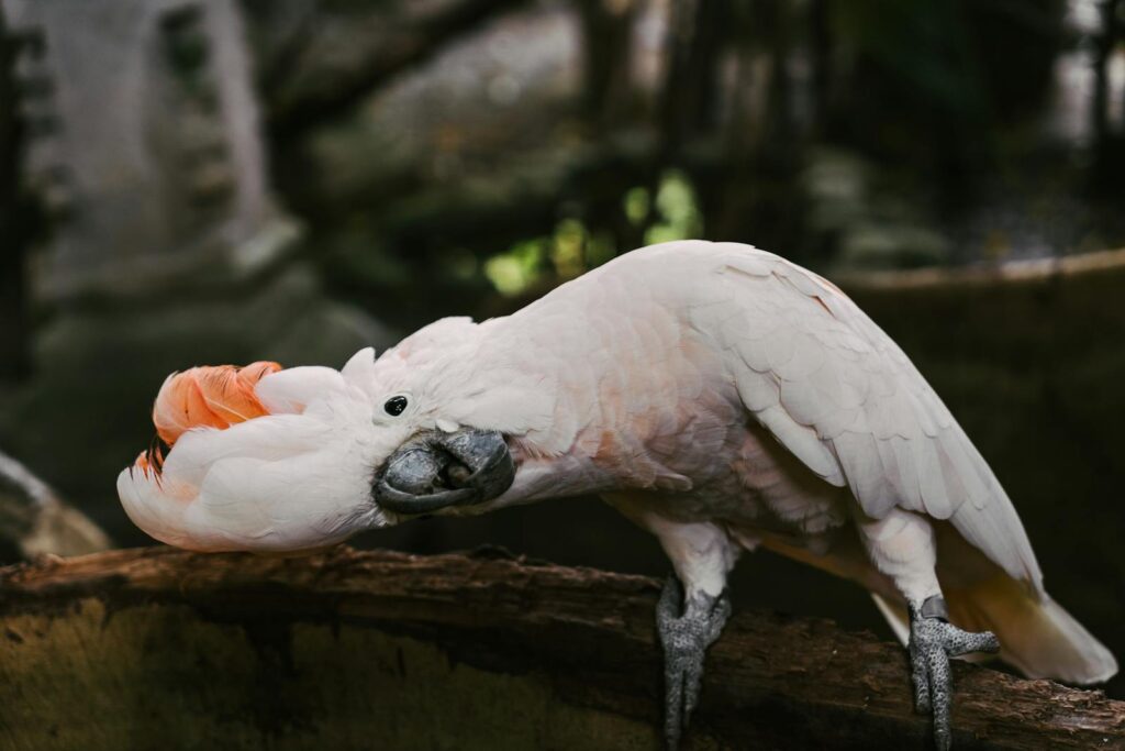 Charming salmon-crested cockatoo perched on a log displaying vibrant plumage.