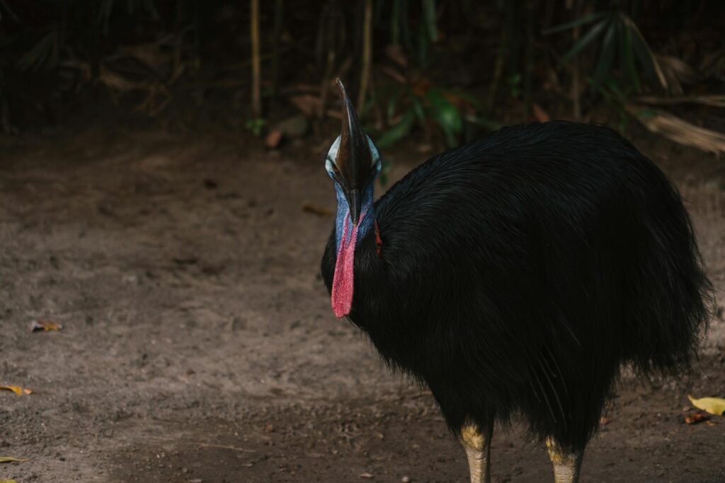 A Southern cassowary with black plumage, a blue neck, and a red wattle stands on the ground.