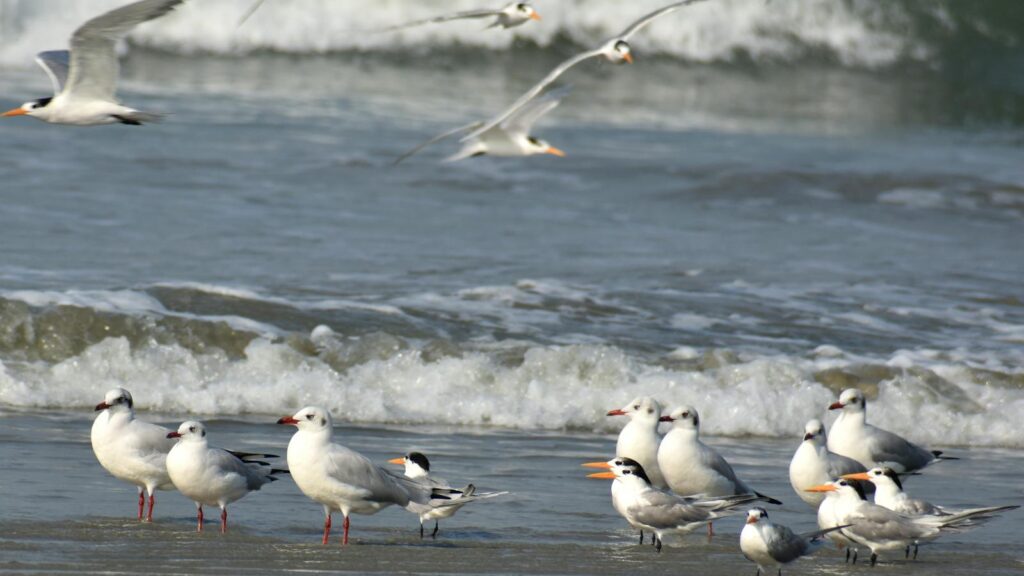 Seabirds including seagulls and terns on Malpe Beach with waves crashing behind.