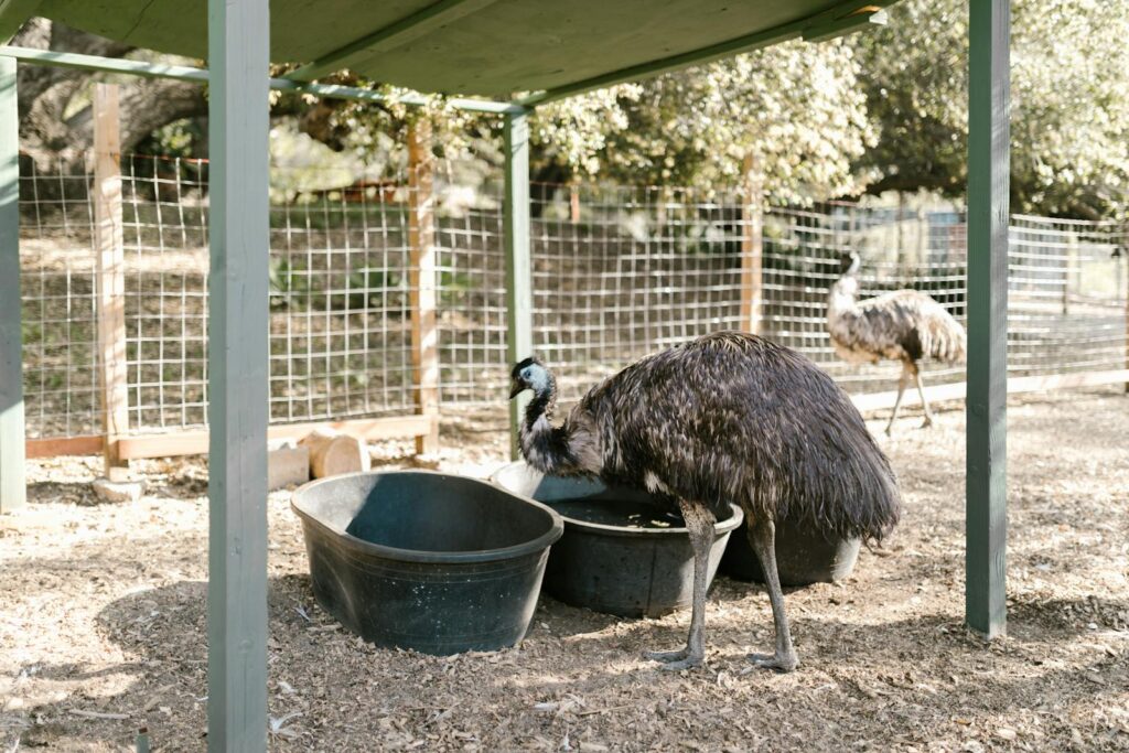 Two emus stand in an outdoor enclosure on a sunny farm day.