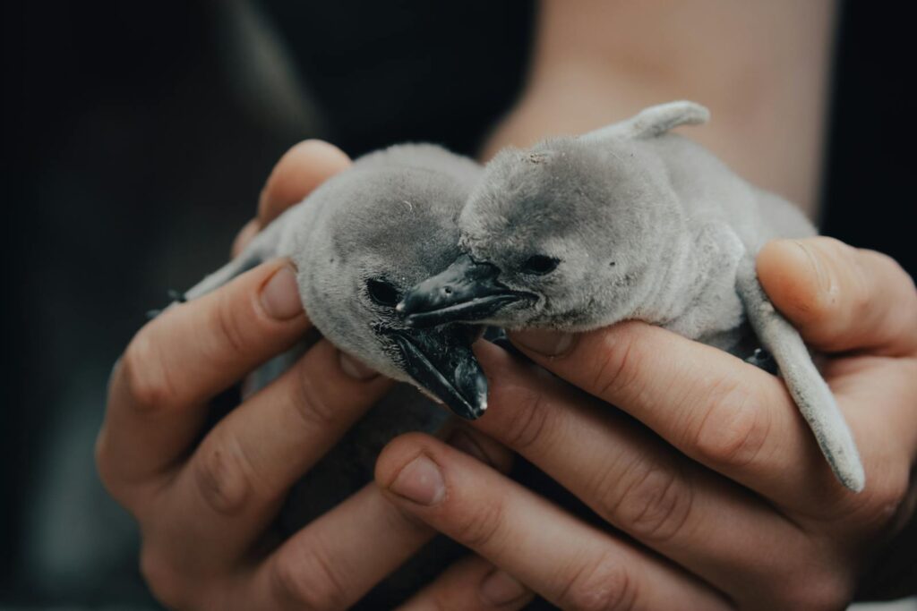 Two cute penguin chicks held gently in human hands, showcasing wildlife care.