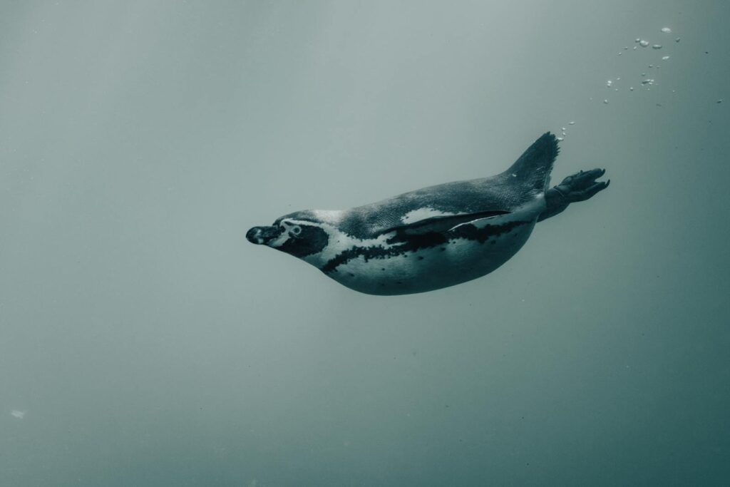 A solitary penguin gracefully swims underwater in the serene ocean.