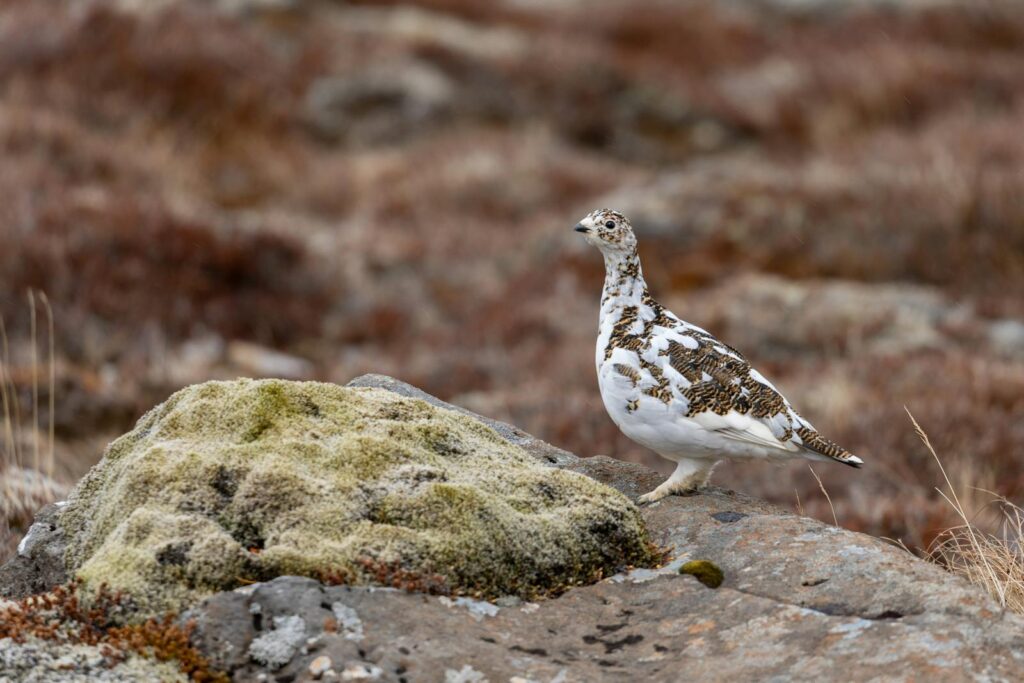 A rock ptarmigan blends with the rocky Icelandic landscape in autumn.