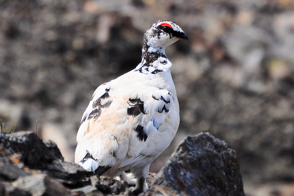 A Rock Ptarmigan in its winter plumage stands amongst dark rocks.