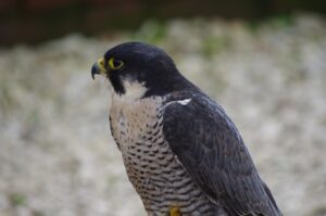A Peregrine Falcon, also known as a Shaheen Falcon in some regions, looks to the left.