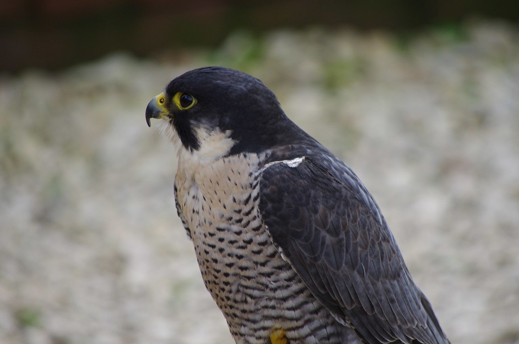 A Peregrine Falcon, also known as a Shaheen Falcon in some regions, looks to the left.