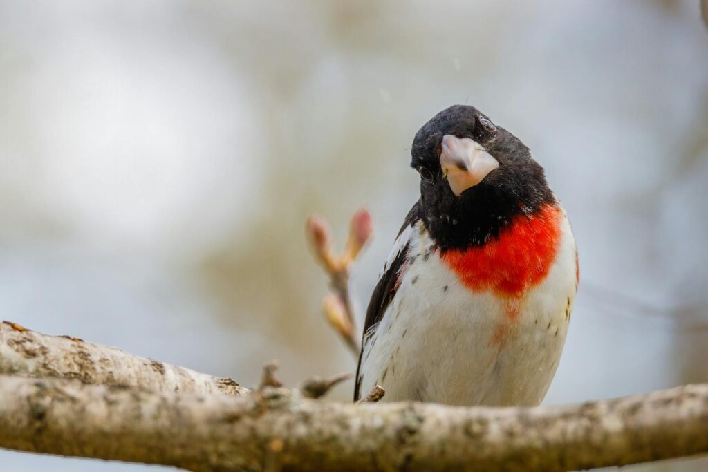 A male Rose-breasted grosbeak with a vibrant red chest patch perches on a branch.