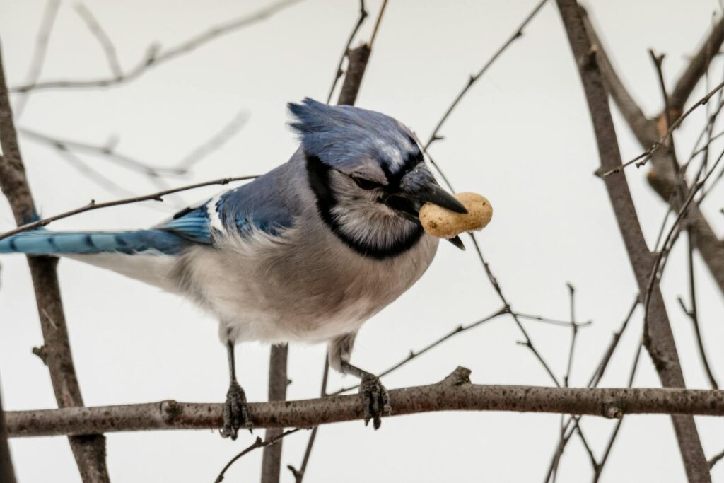 Close-up of a blue jay holding a peanut in its beak, perched on a branch.