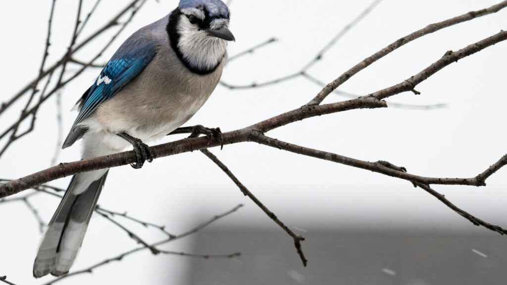 A striking blue jay rests on a bare branch against a clear winter background.