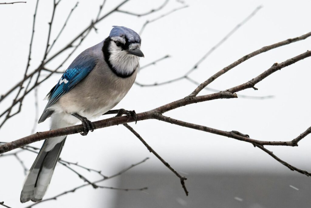 A striking blue jay rests on a bare branch against a clear winter background, showcasing its vivid plumage.