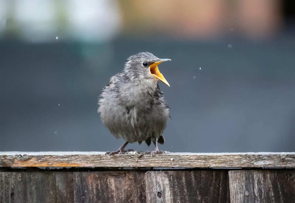 Close-up of a European starling perched and singing on a wooden fence outdoors.