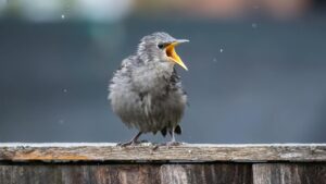 Close-up of a European starling perched and singing on a wooden fence outdoors.