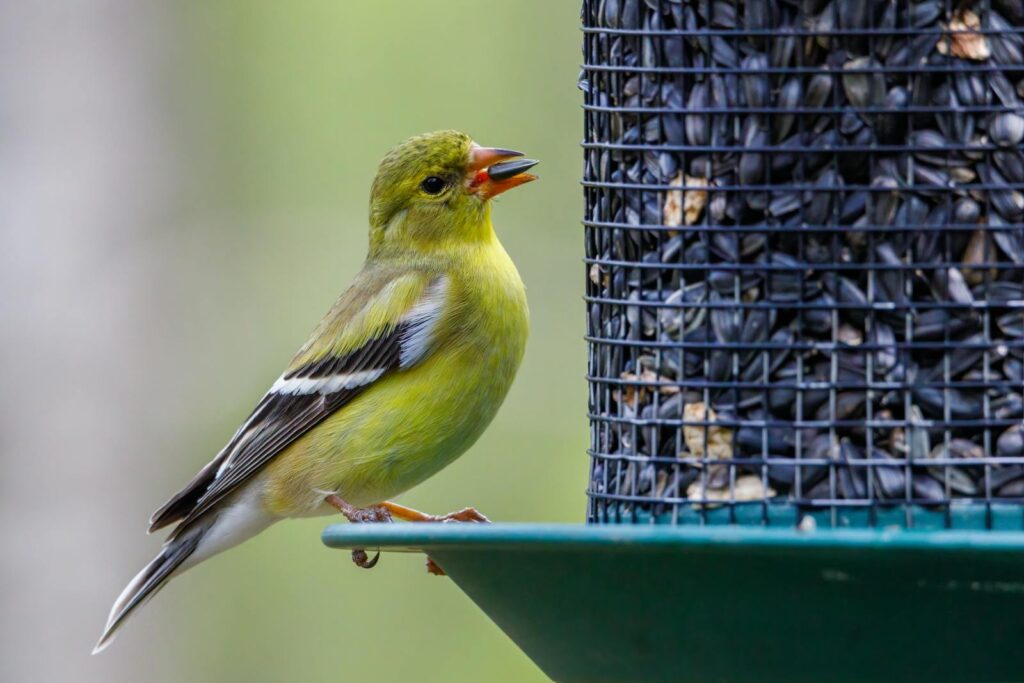 American goldfinch eating seeds from a feeder.