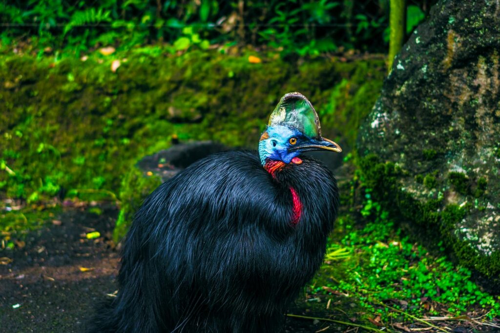 A vivid portrait of a cassowary in Cisarua, Indonesia, showcasing its unique features.