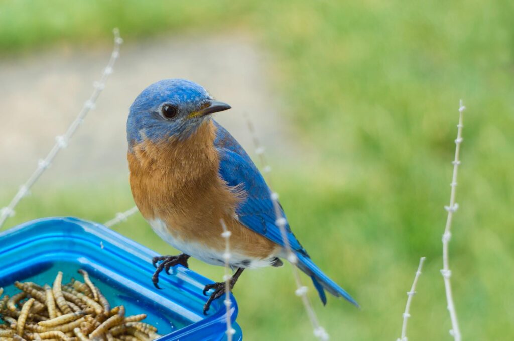 A colorful Eastern Bluebird perched on a container of worms outdoors.