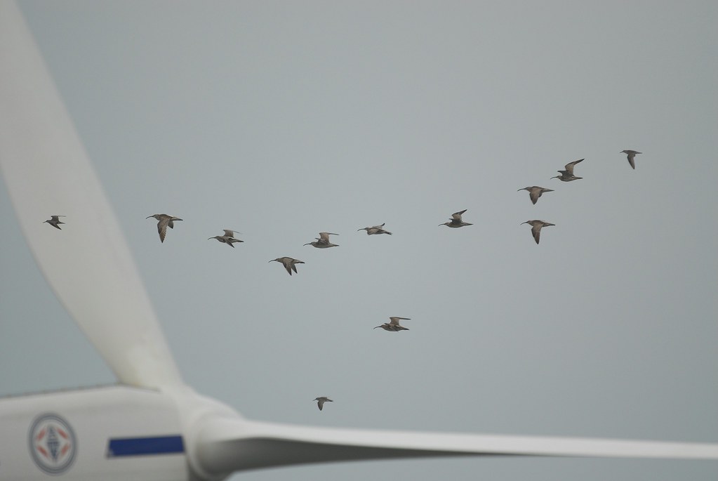 A flock of birds, possibly whimbrels or curlews, flies near a wind turbine.