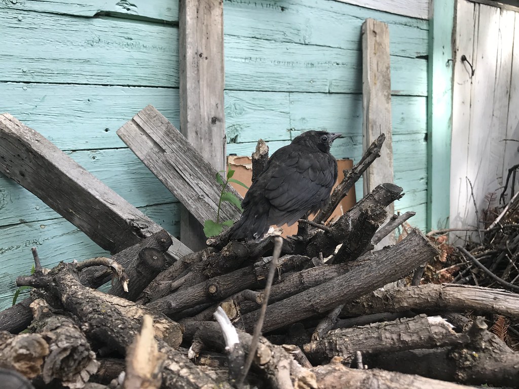 A juvenile bird sits on branches.