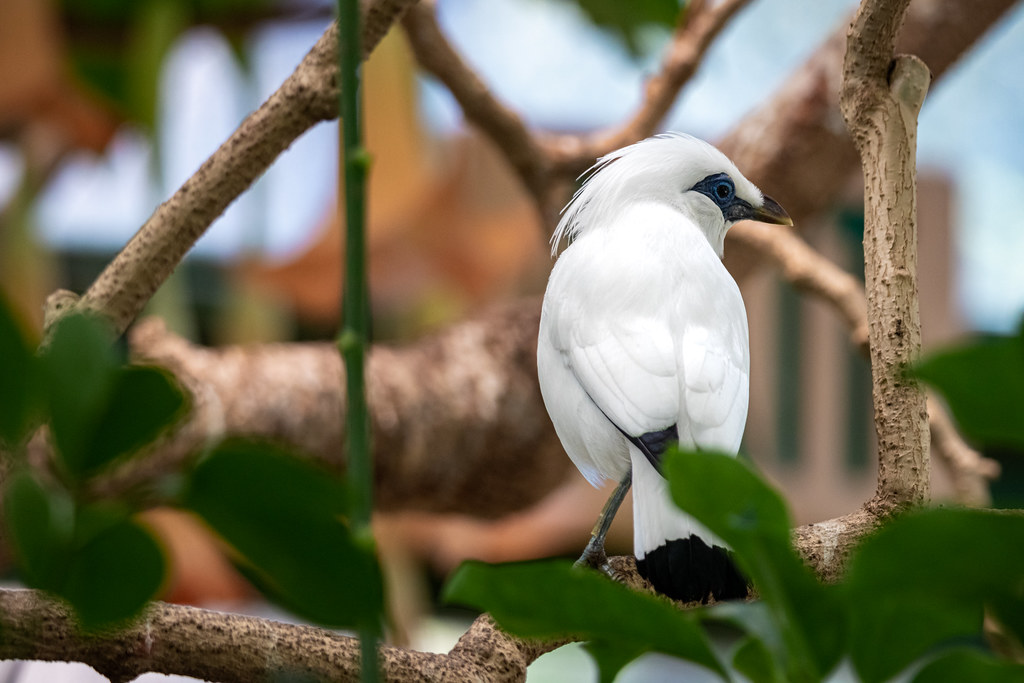 A Bali myna with white feathers and blue skin around its eye perches on a branch.