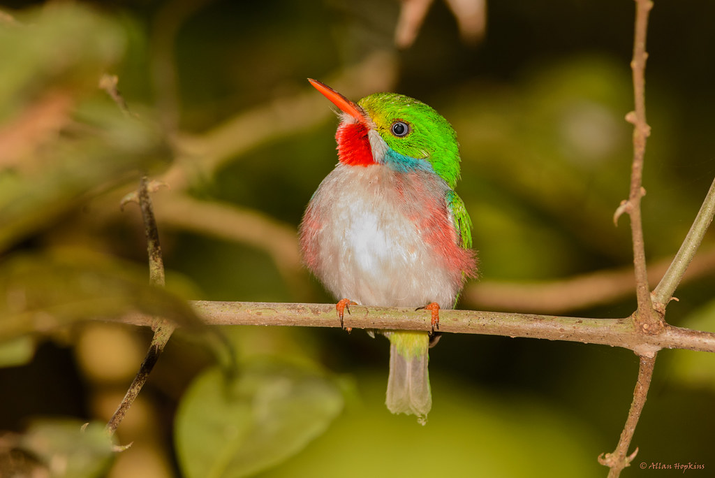 A small, vibrant tody with green, red, and white plumage perches on a twig.