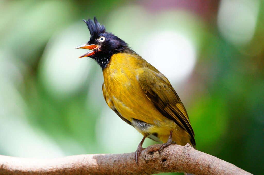 A black-crested bulbul with yellow plumage and a prominent black crest sings on a branch.