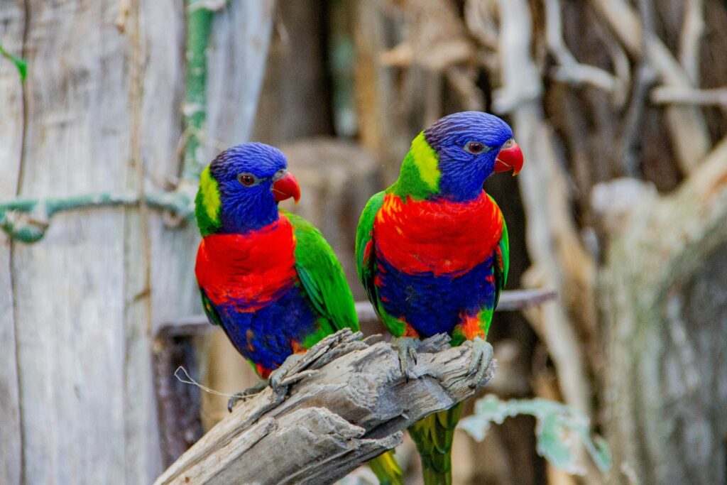 Two colorful rainbow lorikeets perch on a branch.