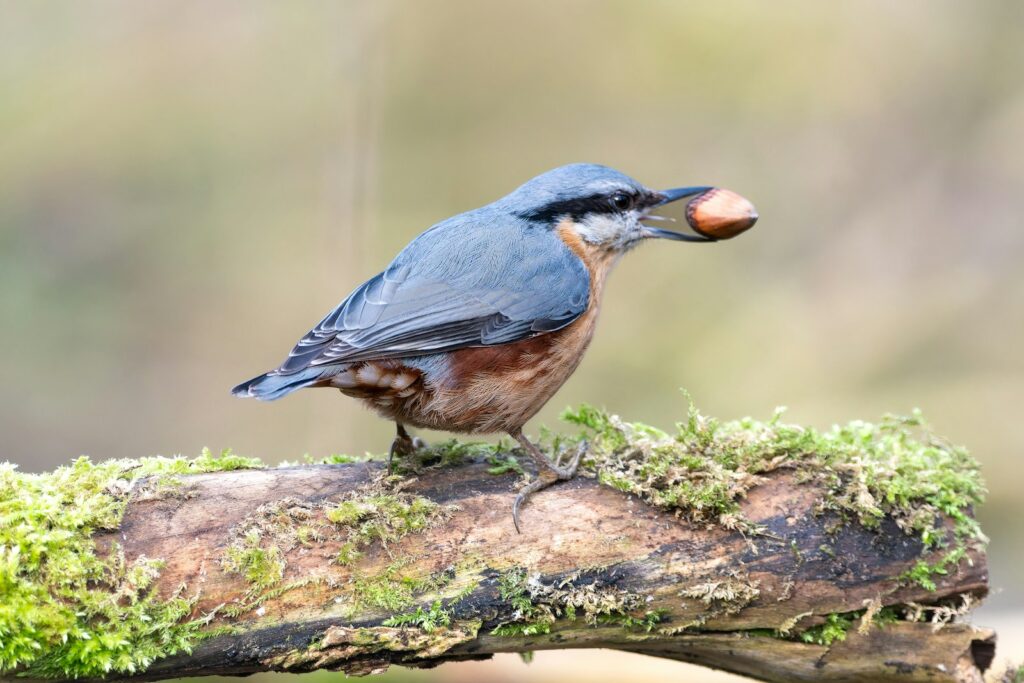A Eurasian nuthatch holds a hazelnut in its beak while standing on a mossy branch.