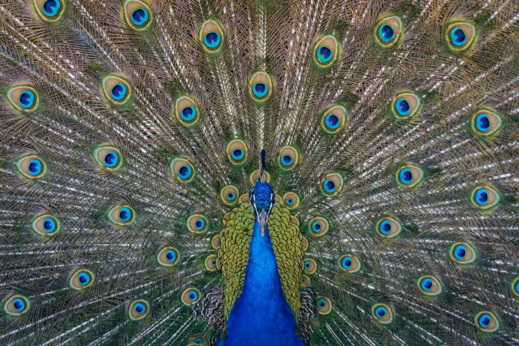 A close up photography of blue peacock painting.