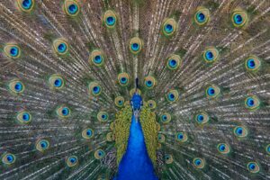 A close up photography of blue peacock painting.