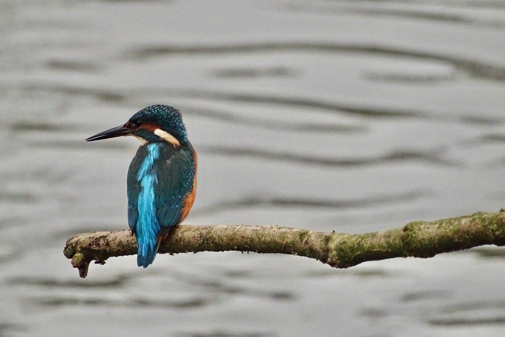 A common kingfisher with blue, green, and orange feathers perches on a branch over water.
