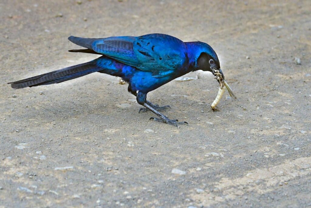 Cape Starling eating an insect on a dusty road.