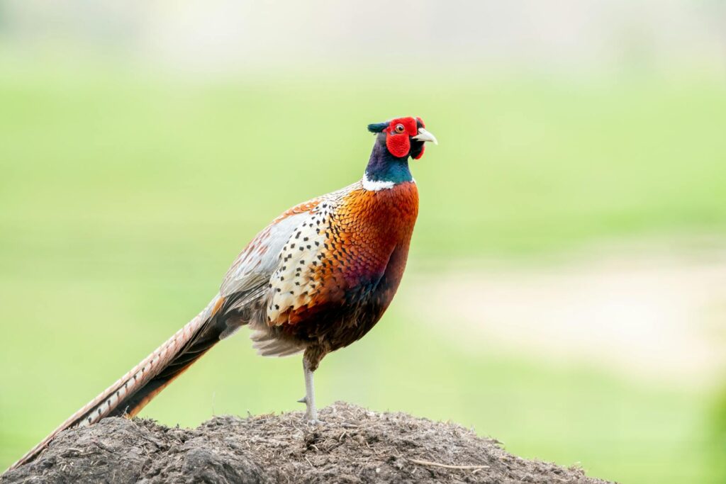 A Ring-necked Pheasant with colorful plumage stands on a mound of soil.