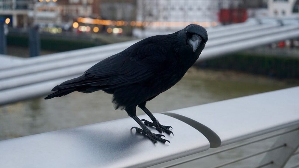 A crow perched on a bridge railing in an urban setting.