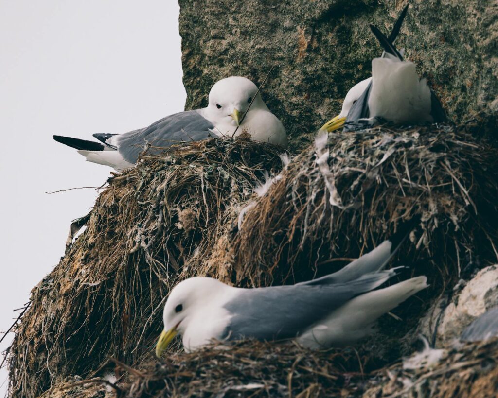 Close-up of black-legged kittiwakes resting on their nests on a rocky cliff.