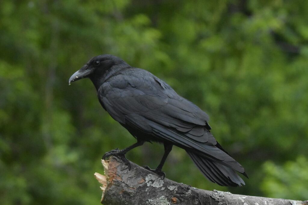 Black crow perched on a tree branch in a dense green setting, symbolizing mystery and natural beauty.