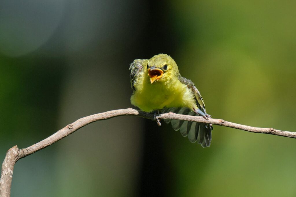 A fledgling common iora with yellowish-green plumage sits on a curved branch with its beak open.