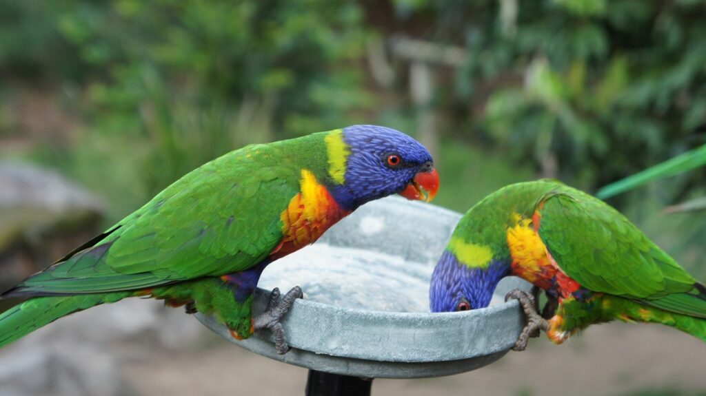 Two Rainbow Lorikeets eat from a feeder.